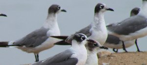 Gaviota Franklin-Pantanos